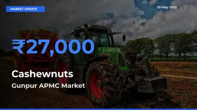 Cashewnuts Mandi Rate Today: Gunpur APMC Tops the List