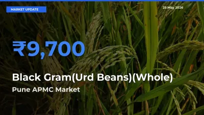 Black Gram(Urd Beans)(Whole) Mandi Rate Today: Pune APMC Tops the List