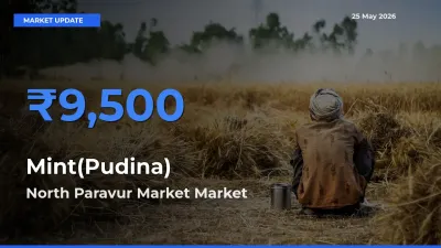 Top Performer! North Paravur Market Offers Best Mint(Pudina) Price Today