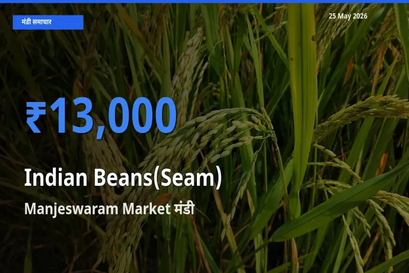 Manjeswaram Market मंडी में आज सेम (देशी) के सबसे ऊँचे दाम दर्ज
