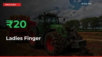 Ladies Finger Mandi Rate Today: Prices Jump 20% at Market
