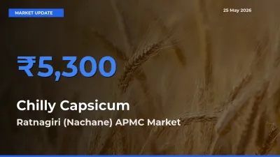 Chilly Capsicum Mandi Rate Today: Ratnagiri (Nachane) APMC Tops the List