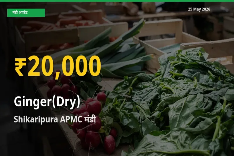 किसानों के लिए खुशखबरी! Shikaripura APMC में अदरक (सूखा) के दाम रिकॉर्ड स्तर पर