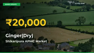 Why Ginger(Dry) Prices Are Climbing in Shikaripura APMC – Today’s New High Explained