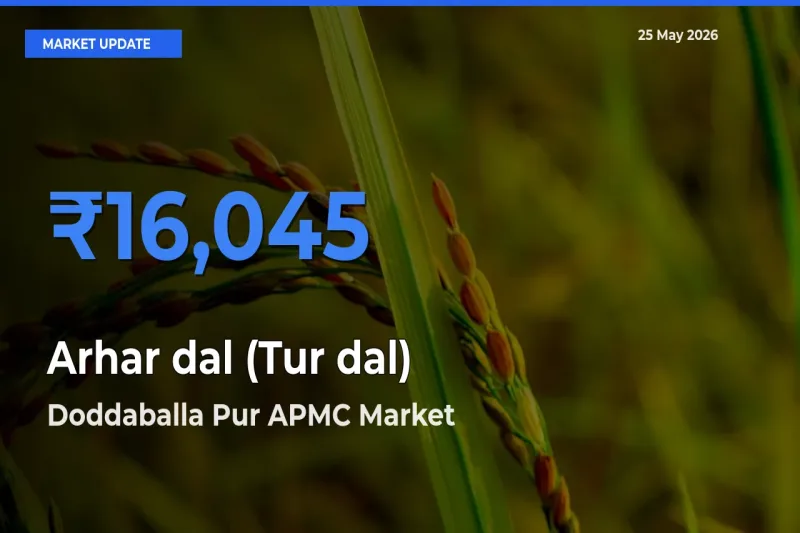 Doddaballa Pur APMC Records Highest ₹16,045 Rate for Arhar dal (Tur dal)