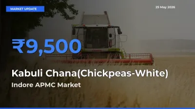 Farmers Prefer Indore APMC as Kabuli Chana(Chickpeas-White) Hits Highest Rate