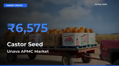 Unava APMC Tops Castor Seed Mandi Rates Today