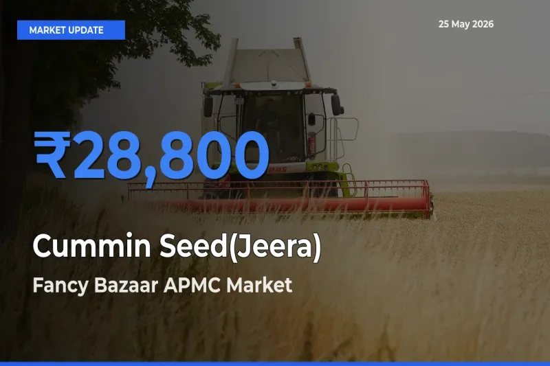 Fancy Bazaar APMC Tops Cummin Seed(Jeera) Mandi Rates Today