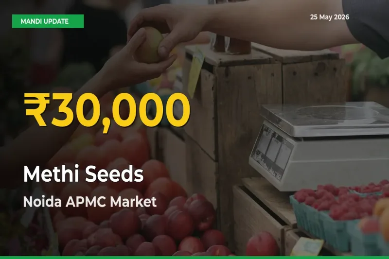 Methi Seeds Hits Fresh High in Noida APMC Today