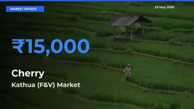Kathua (F&V) Tops Cherry Rates – May 25 Market Update