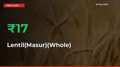 17.29% Spike in Lentil(Masur)(Whole) Prices – Mandi Sees Sudden Rally
