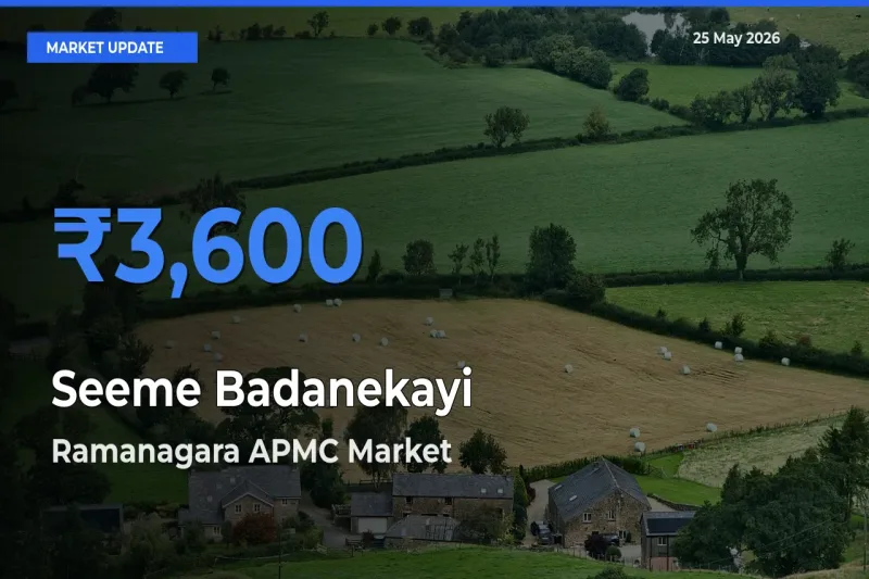 Ramanagara APMC Tops Seeme Badanekayi Rates – May 25 Market Update