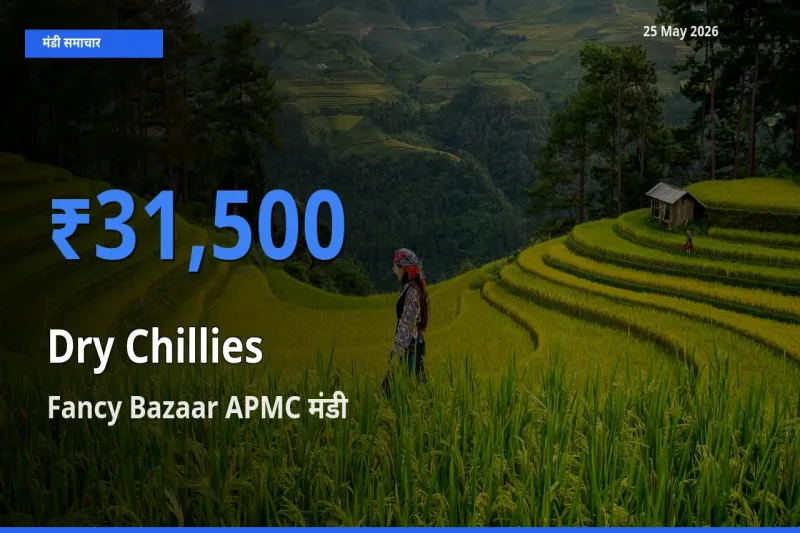 Fancy Bazaar APMC मंडी में आज सूखी लाल मिर्च के सबसे ऊँचे दाम दर्ज