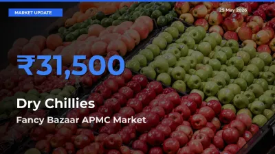 Fancy Bazaar APMC Leads as Top Mandi for Dry Chillies Prices