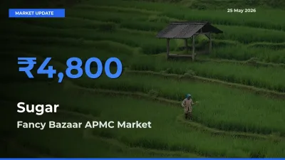 Farmers Prefer Fancy Bazaar APMC as Sugar Hits Highest Rate