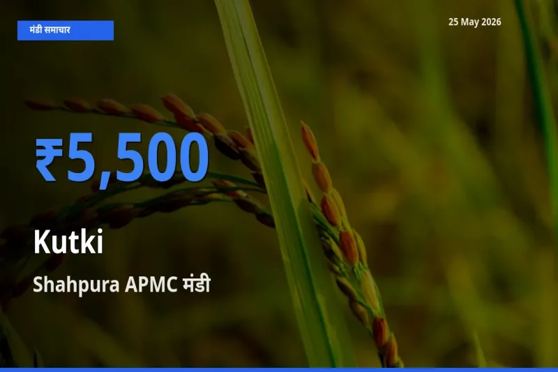 Shahpura APMC में कुटकी का आज सबसे ऊँचा भाव