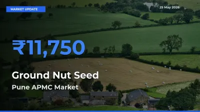 Ground Nut Seed Mandi Rate Today: Pune APMC Tops the List