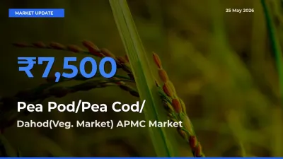 Dahod(Veg. Market) APMC Leads as Top Mandi for Pea Pod/Pea Cod/हरी मटर Prices