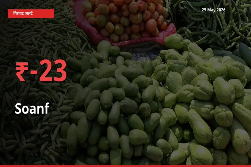 तेज़ गिरावट! मंडी में सौंफ के दाम 22.51% लुढ़के