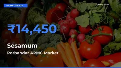 Farmers Prefer Porbandar APMC as Sesamum Hits Highest Rate