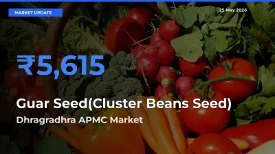 Farmers Prefer Dhragradhra APMC as Guar Seed(Cluster Beans Seed) Hits Highest Rate