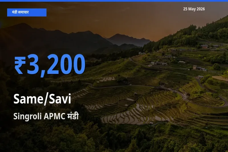 Singroli APMC में सामा का आज सबसे ऊँचा भाव