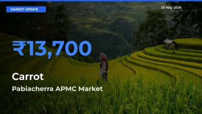 Top Performer! Pabiacherra APMC Offers Best Carrot Price Today