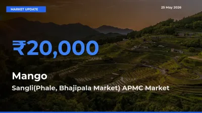 Market Watch: Sangli(Phale, Bhajipala Market) APMC Becomes Top Mandi for Mango