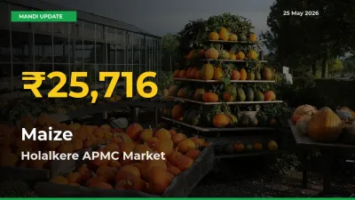 Maize Prices Soar to Record High in Holalkere APMC – Farmers Alert Today