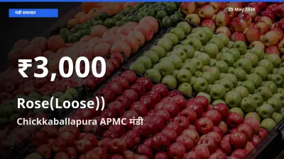 आज का मंडी भाव: Chickkaballapura APMC में गुलाब(ढीला)) 30 दिन के सबसे कम स्तर पर