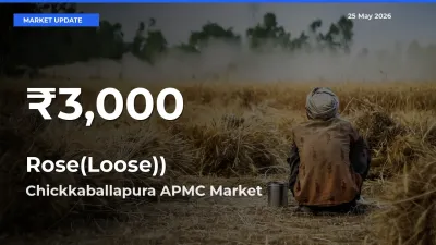 Rose(Loose)) Hits 30-Day Low in Chickkaballapura APMC