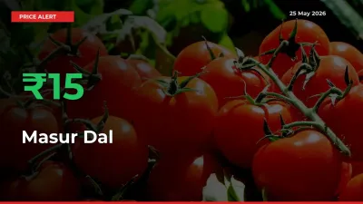 Why Masur Dal Prices Rose 15.13% in a Day at Mandis