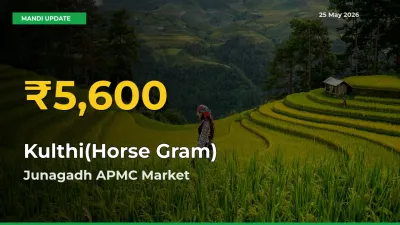 Kulthi(Horse Gram) Hits Fresh High in Junagadh APMC Today