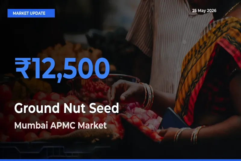 Market Watch: Mumbai APMC Becomes Top Mandi for Ground Nut Seed