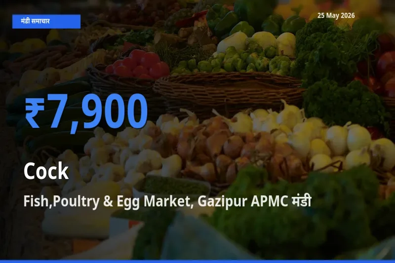 Fish,Poultry & Egg Market, Gazipur APMC मंडी में मुर्गा ₹7,900 पर पहुँचा – आज का सर्वोच्च भाव