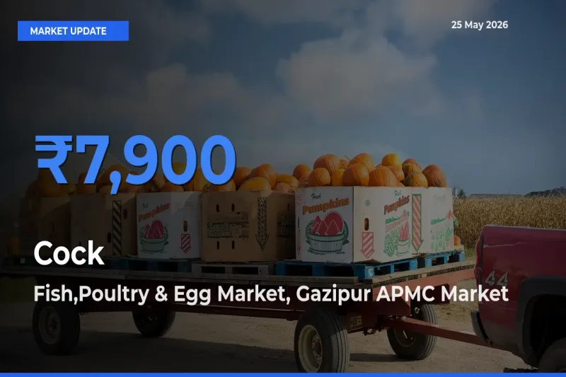 Fish,Poultry & Egg Market, Gazipur APMC Records Highest ₹7,900 Rate for Cock