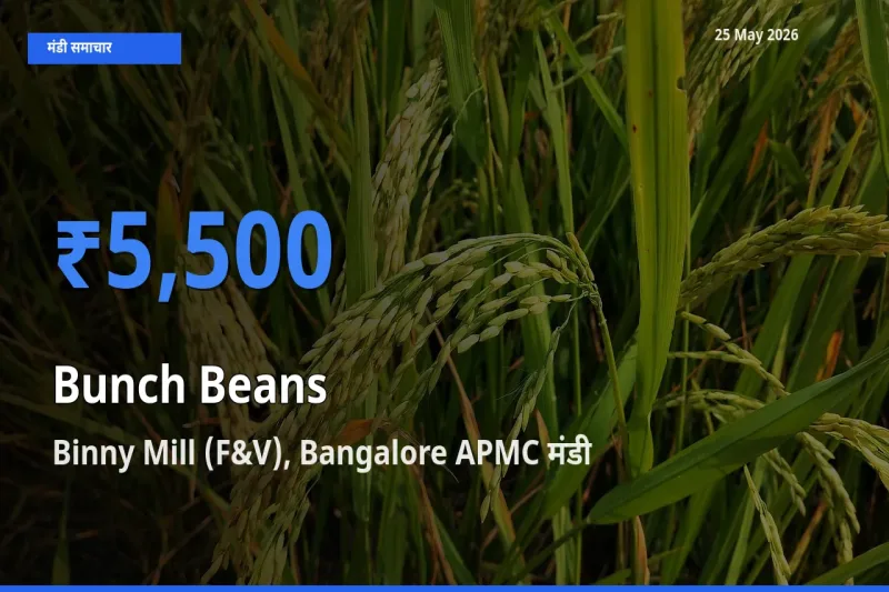 आज गुच्छेदार सेम के सबसे ऊँचे दाम ₹5,500 Binny Mill (F&V), Bangalore APMC मंडी में