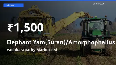 vadakarapathy Market में जिमीकंद (सूरन) ₹1,500 पर गिरा – 30 दिन का न्यूनतम भाव