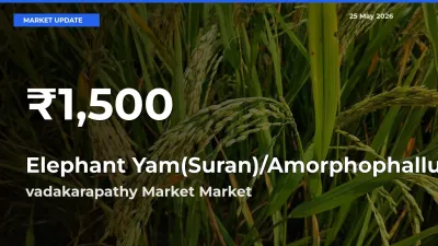 Why Elephant Yam(Suran)/Amorphophallus Prices Slumped in vadakarapathy Market – 30-Day Low Today