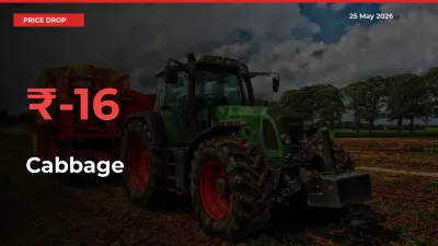 Why Cabbage Prices Fell 16.01% in a Day at Mandis