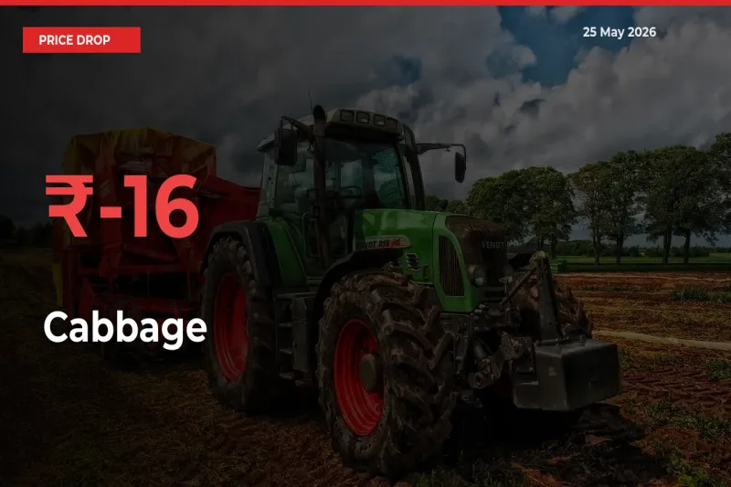 Why Cabbage Prices Fell 16.01% in a Day at Mandis