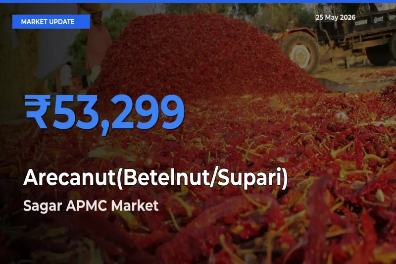 Farmers Prefer Sagar APMC as Arecanut(Betelnut/Supari) Hits Highest Rate