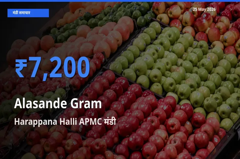 टॉप मंडी बना Harappana Halli APMC! लोबिया (चावली) के सबसे ऊँचे दाम यहीं दर्ज