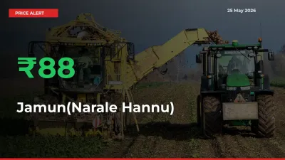 Why Jamun(Narale Hannu) Prices Rose 88.46% in a Day at Mandis