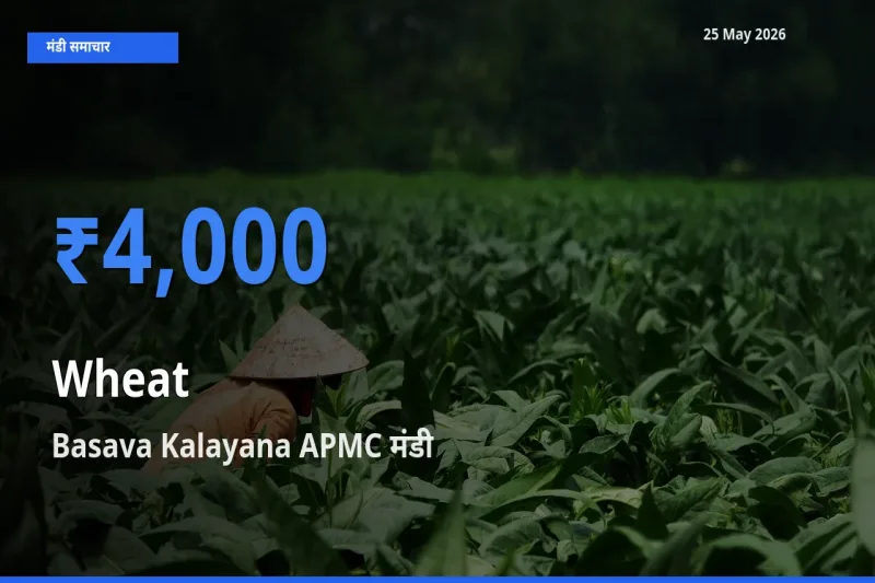 आज गेहूँ के सबसे ऊँचे दाम ₹4,000 Basava Kalayana APMC मंडी में