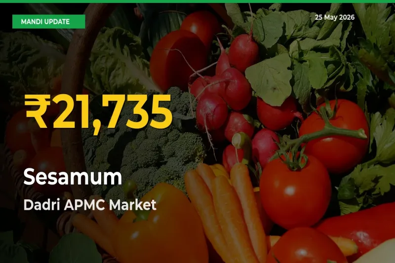 Sesamum Prices Soar to Record High in Dadri APMC – Farmers Alert Today
