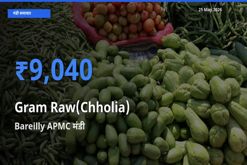 आज हरा चना (छोलिया) के सबसे ऊँचे दाम ₹9,040 Bareilly APMC मंडी में