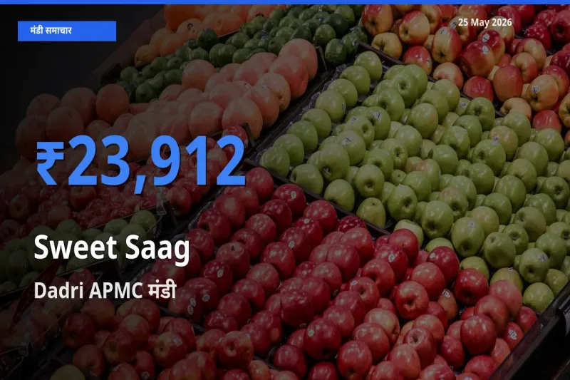 आज का मंडी भाव: मीठा साग के सबसे ज़्यादा दाम Dadri APMC में