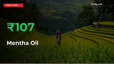Sudden 106.92% Rally in Mentha Oil Prices Across Mandis