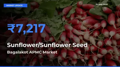 Bagalakot APMC Offers ₹7,217 – Highest Sunflower/Sunflower Seed Rate Today